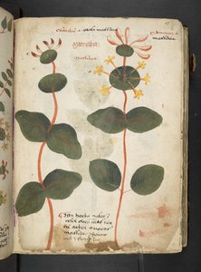 Ein Kräuterbuch, Belluno