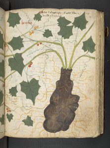 Ein Kräuterbuch, Belluno