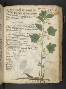 Ein Kräuterbuch, Belluno von Italian School
