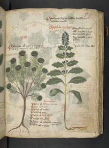 Ein Kräuterbuch, Belluno von Italian School