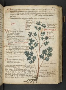 Ein Kräuterbuch, Belluno von Italian School