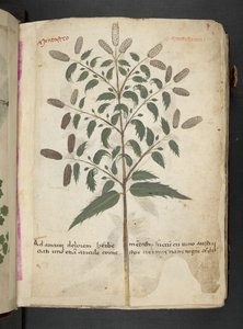 Ein Kräuterbuch, Belluno