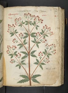Ein Kräuterbuch, Belluno von Italian School