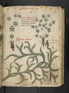 Ein Kräuterbuch, Belluno von Italian School