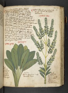 Ein Kräuterbuch, Belluno von Italian School