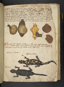 Chiocciole und Salamandra, aus Ein Kräuterbuch, Belluno von Italian School