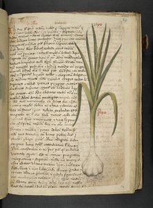 De Allio, Ein Kräuterbuch, Belluno von Italian School