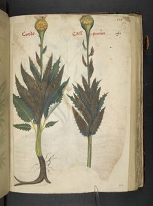 Cardo, Ein Kräuterbuch, Belluno von Italian School