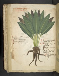 Add MS 41623 f.103v Confolida, aus 