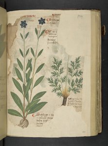 Add MS 41623 f.104r Sassifraga, aus 