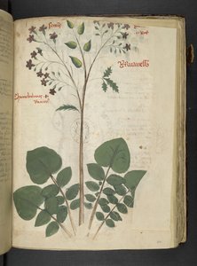 Ein Kräuterbuch, Belluno von Italian School