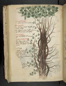 Add MS 41623 f.110v Mangrovenbaum, aus 