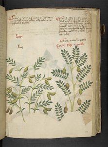 Ein Kräuterbuch, Belluno von Italian School