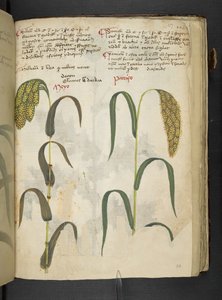 Ein Kräuterbuch, Belluno (Detail)