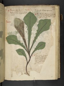 Ein Kräuterbuch, Belluno von Italian School