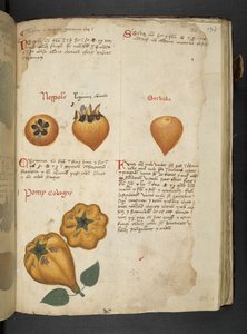 Pere Cotogne und Sorbo, aus Ein Kräuterbuch, Belluno