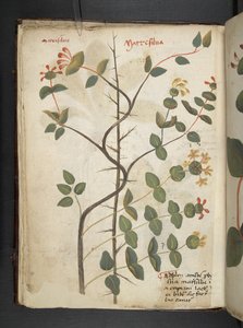 Ein Kräuterbuch, Belluno von Italian School