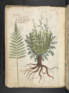 Ein Kräuterbuch, Belluno von Italian School