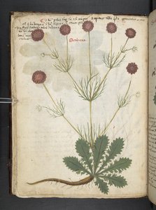 Ein Kräuterbuch, Belluno von Italian School