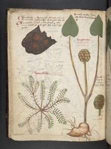 Ein Kräuterbuch, Belluno von Italian School