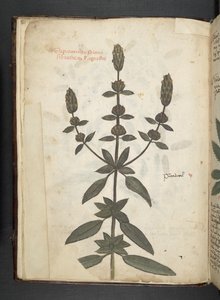 Ein Kräuterbuch, Belluno von Italian School