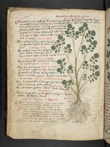 Ein Kräuterbuch, Belluno von Italian School
