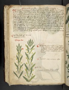 Ein Kräuterbuch, Belluno von Italian School