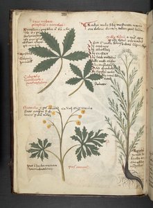 Ein Kräuterbuch, Belluno von Italian School