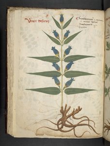 Ein Kräuterbuch, Belluno von Italian School