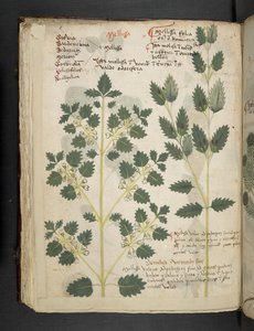 Ein Kräuterbuch, Belluno von Italian School