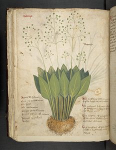 Ein Kräuterbuch, Belluno von Italian School