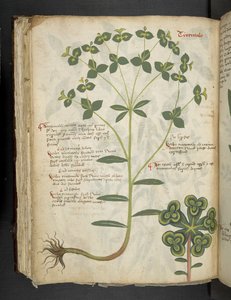Ein Kräuterbuch, Belluno von Italian School