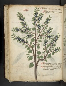 Ein Kräuterbuch, Belluno von Italian School