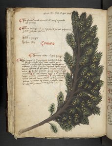 Ein Kräuterbuch, Belluno