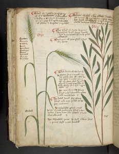 Orzo, aus Ein Kräuterbuch, Belluno von Italian School
