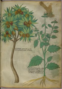 Botanische Illustration