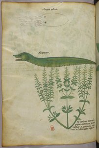 Botanische und Tierillustration einer Pflanze, eines Tintenfisches und einer Schlange, um 1440 von Italian School