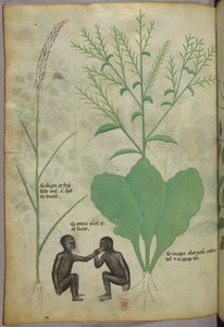 Botanische und Tierillustration einer Pflanze und zwei Affen, um 1440