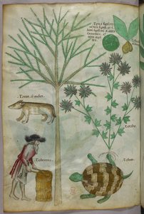 Botanische und Tierillustration von Pflanzen, einer Schildkröte, einem Mann und einem anderen Tier, um 1440 von Italian School