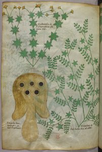 Botanische und Tierillustration von Pflanzen und einem Torpedofisch, ca. 1440 von Italian School