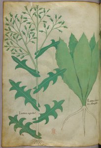 Botanische Illustration, ca. 1440