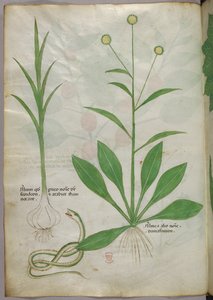 Botanische Illustration, ca. 1440 von Italian School