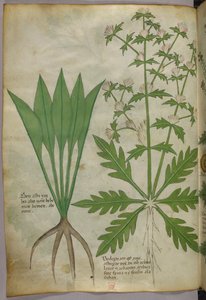 Botanische Illustration, ca. 1440 von Italian School