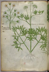 Botanische Illustration, ca. 1440 von Italian School