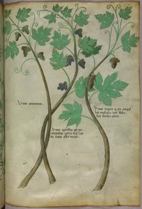 Botanische Illustration, um 1440