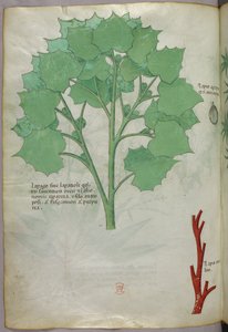 Botanische Illustration, um 1440