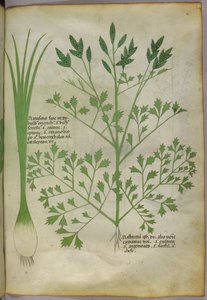 Botanische Illustration, um 1440 von Italian School