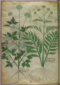 Botanische Illustration, um 1440 von Italian School