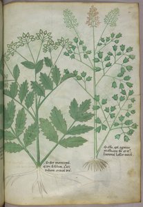 Botanische Illustration, ca. 1440 von Italian School