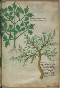 Botanische Illustration, ca. 1440 von Italian School
